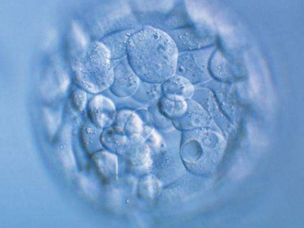 胚胎没办法直接冷冻才养囊吗？