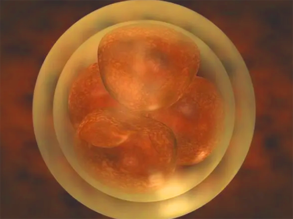 济南齐鲁医院胚胎培养成功率多少