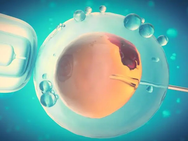 鲜胚和囊胚哪个更容易分裂双胎？