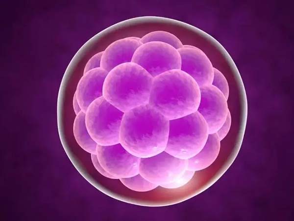 胚胎2级14细胞怎么样？