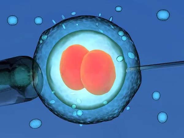 试管移植两个冻胚的话龙凤胎的几率大吗？