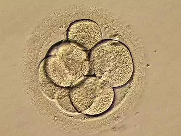 4cc级胚胎能不能移植？
