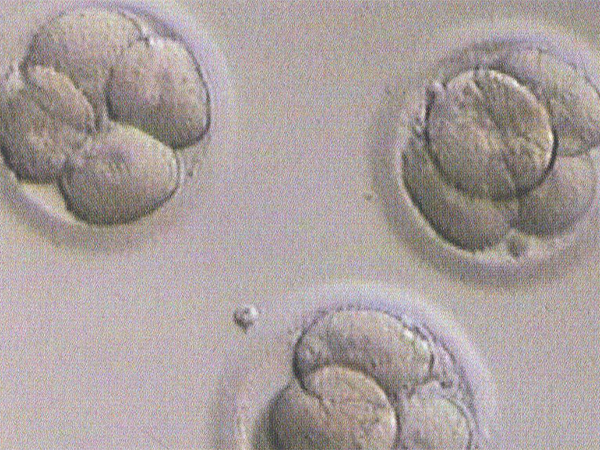 4级胚胎移植成功率高不高？