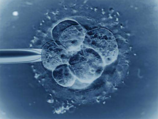 试管移植2个胚胎成功率多少？