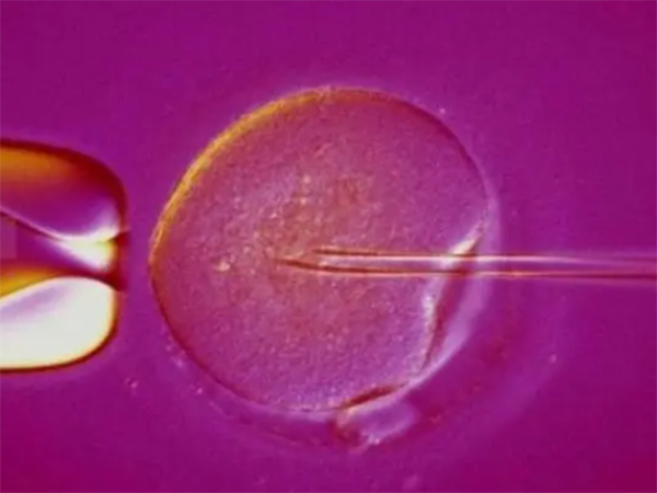 第五天的3bb的囊胚质量怎么样？