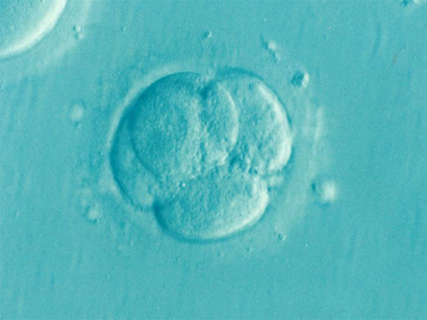 胚胎级别10.9.8怎么分？