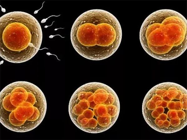 海南省妇幼保健院胚胎培养成功率高不高