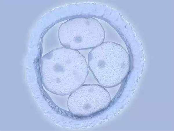 试管婴儿囊胚发育慢什么原因？