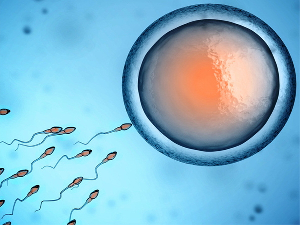 6bb的囊胚成功率有多少？