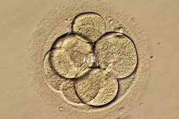 3bb囊胚是优质胚胎