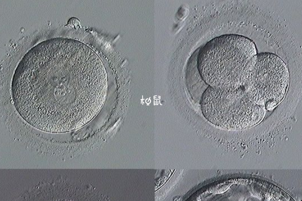 3bc囊胚质量很一般