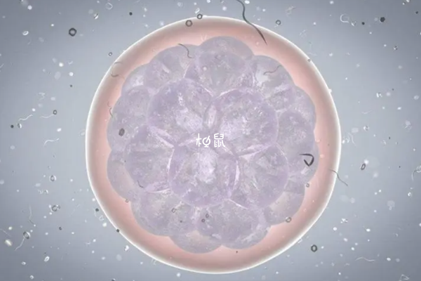 3ca囊胚移植成功率并不高