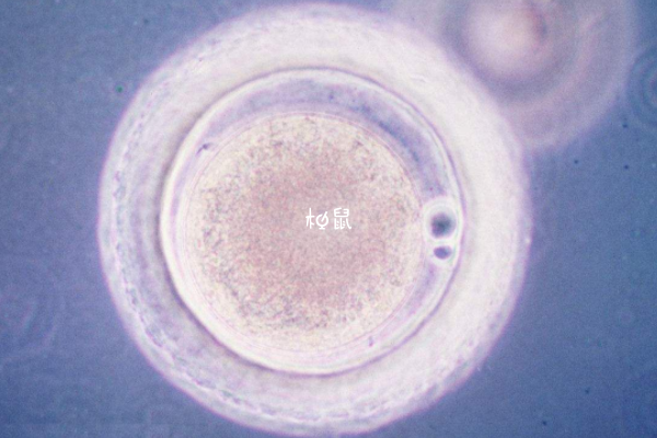 3bc囊胚一般移植3-7天能着床