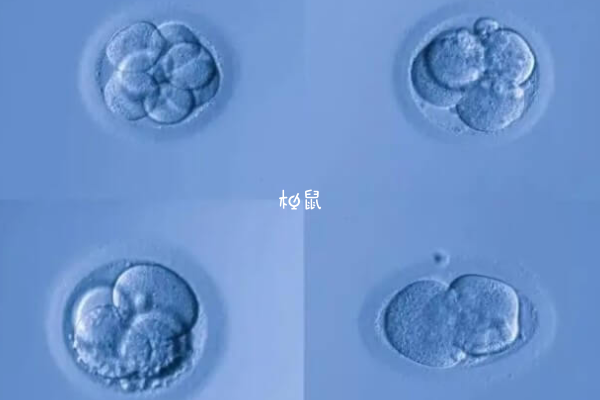 4cb囊胚质量一般
