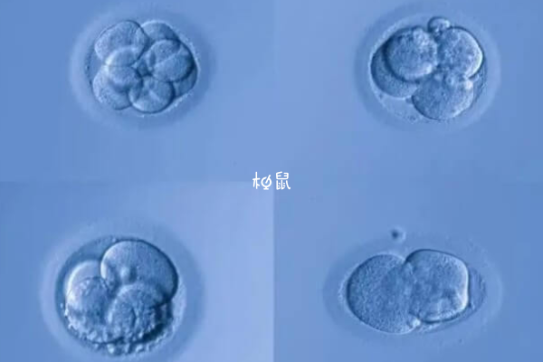 5bc囊胚移植4天一般没有反应