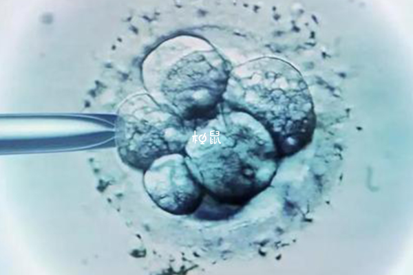 6bc囊胚移植成功率并不低