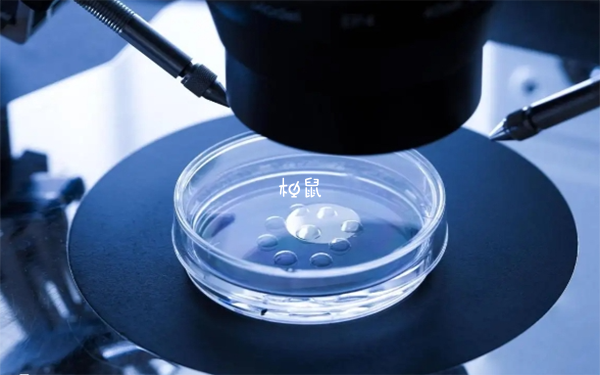 移植0pn胚胎