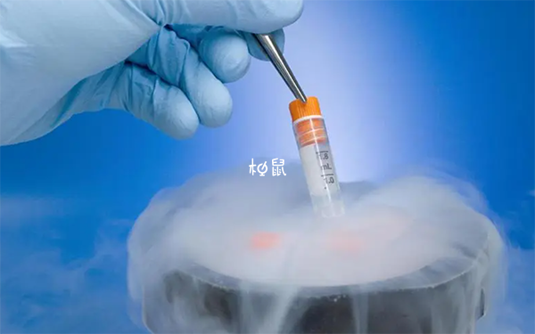 移植冻囊胚