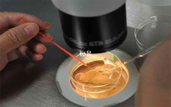 移植三级胚胎