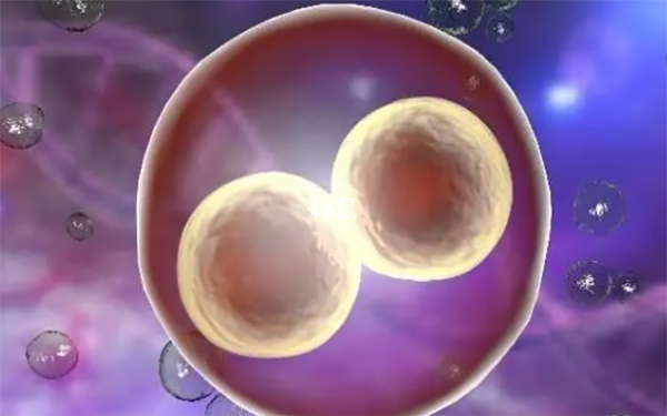 囊胚分裂成两个无法人为控制