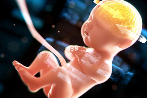 10周胎儿内脏器官开始发育
