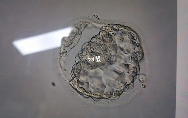 3bc的胚胎细胞数量少排列松散