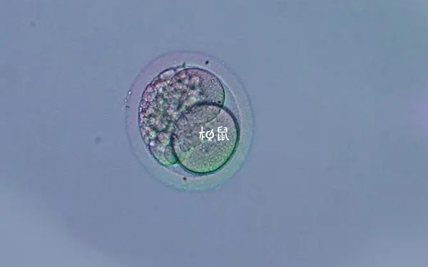 鲜胚碎片多影响胚胎发育潜能
