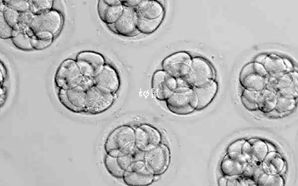 第三天胚胎8c1不是最优质的胚胎