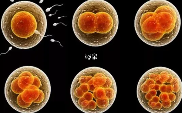 4bb囊胚发育潜力不一定差