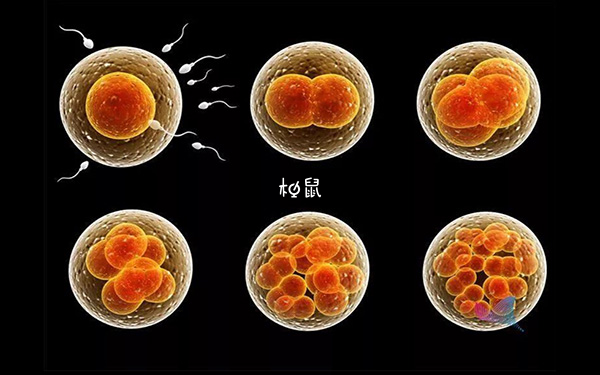 四细胞和五细胞养囊成功率较低