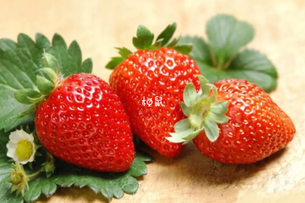怀孕期间女性可以适量吃草莓
