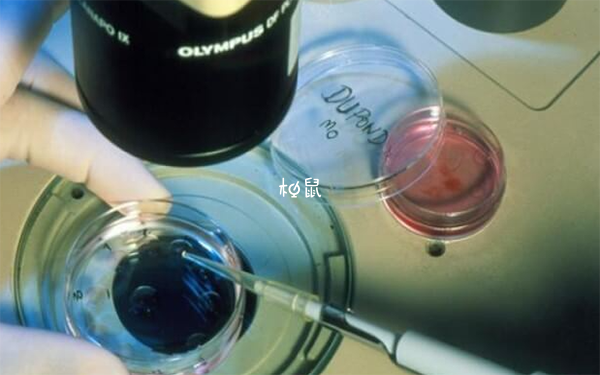 冻囊胚人工周期移植需1到3个月