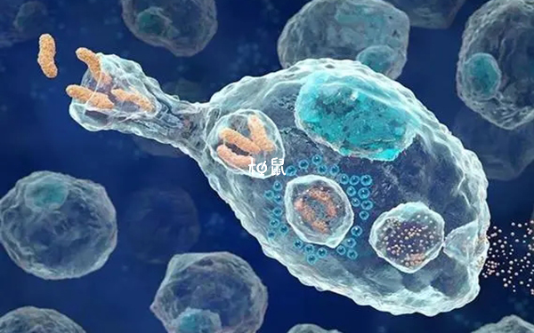 试管nk细胞25.5%会影响胚胎着床
