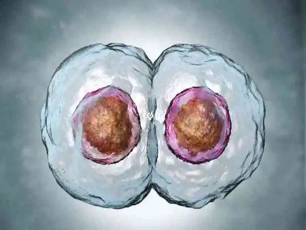 三代冻囊胚移植一个的成功率高