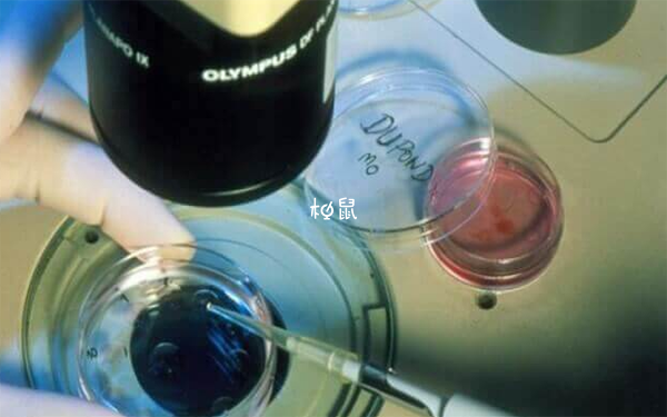 试管移植鲜胚能缩短助孕率