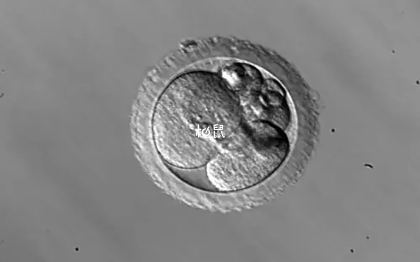 7个囊胚全是嵌合体可以重新周期