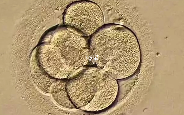 胚胎abc分别代表胚胎质量等级