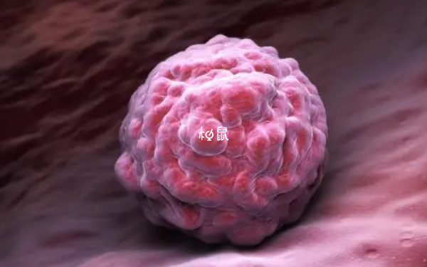 6ba囊胚分裂的几率比3天的胚胎大