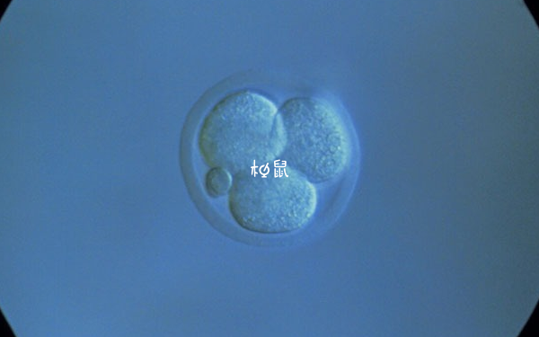 试管婴儿胚胎等级为8b的更好