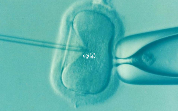 部分30%嵌合体胚胎能用于移植