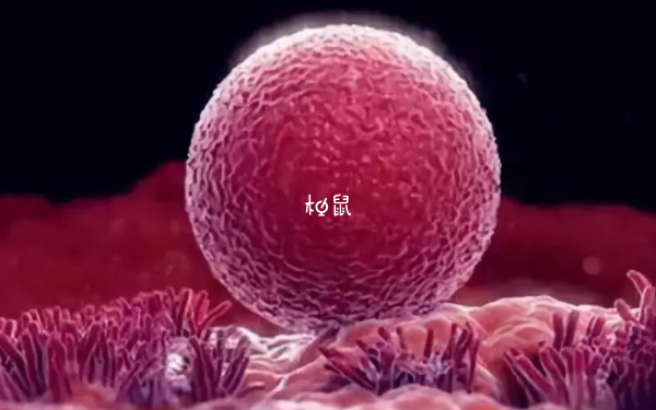 4aa冻囊胚不是直接种植在内膜里面