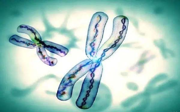 胚胎14三体夫妻需查染色体全套