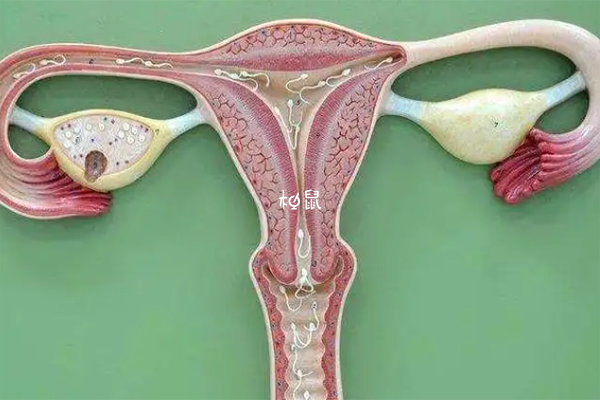 子宫内膜增生可以做试管