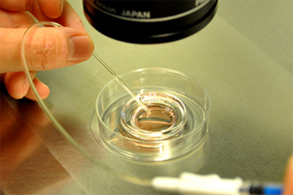 湘雅二医院胚胎培养成功率多少，8个受精卵能养成几个囊胚