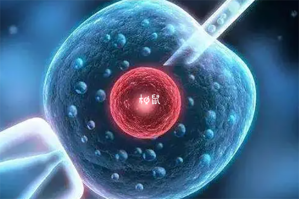 养囊是胚胎培养的一个重要环节