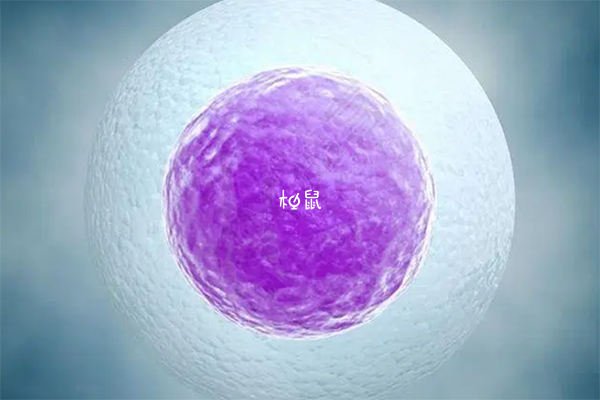 4bc级的囊胚可以做试管移植