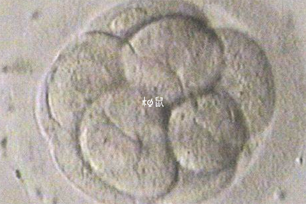4级胚胎一般不选择移植
