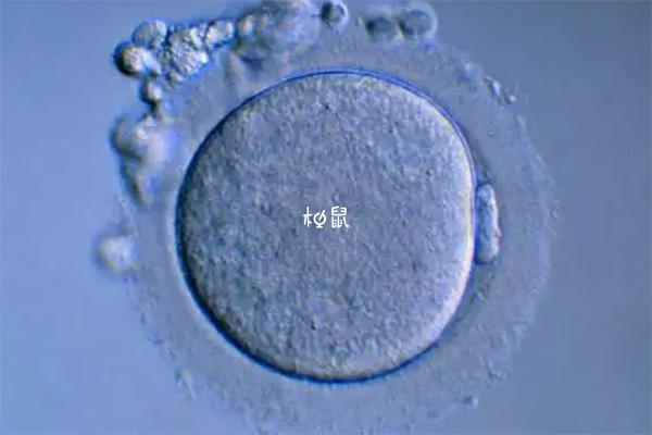 移植鲜胚需要身体条件达标