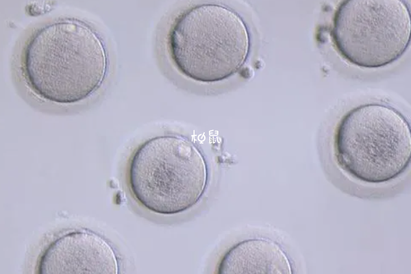 上海长征医院供卵试管要3-6万
