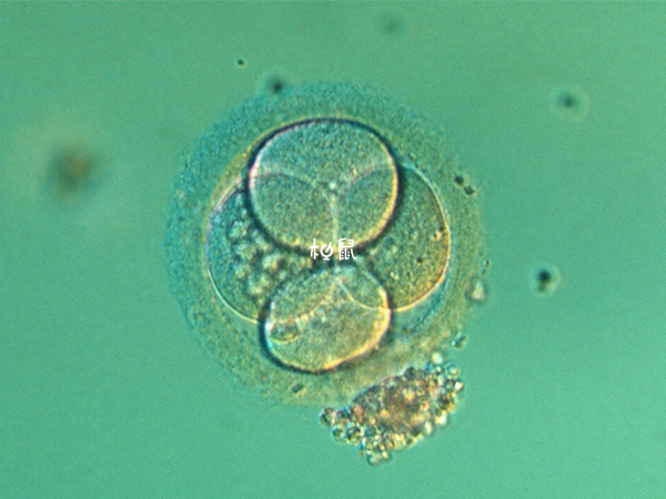 新鲜优质胚胎移植后着床时间不固定